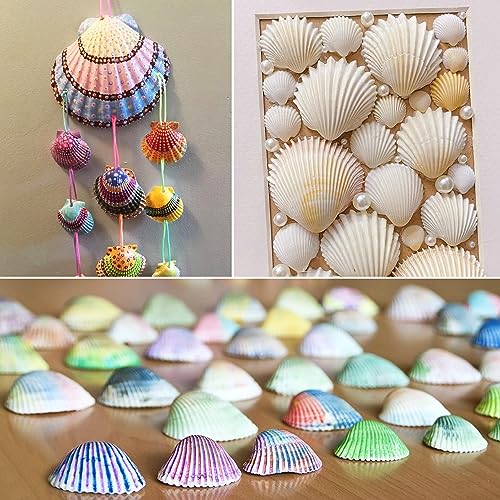 48 Pack Natural White Scallop Shells (1.5"-2") for Crafts & DIY Decor