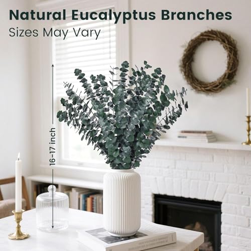 16 PCS Dried Eucalyptus Stems for Shower, 17-Inch Natural Hanging Greenery