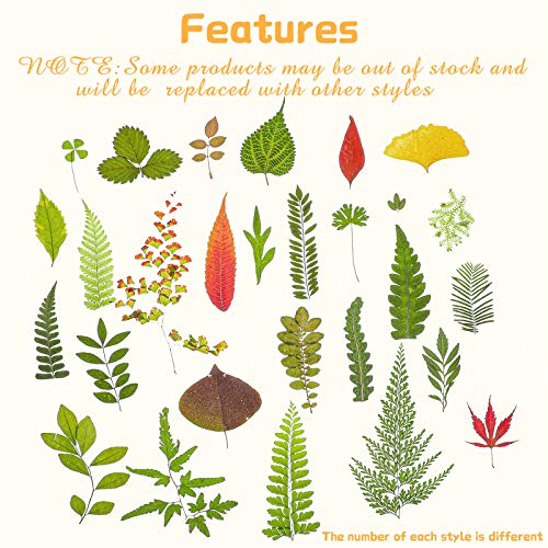 99 Pieces Assorted Real Dried Leaves for Resin Art, Jewelry and Crafts