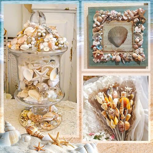 Natural Mixed Ocean Seashells Set for DIY Crafts & Decor (50+ Pcs)