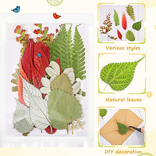99 Pieces Assorted Real Dried Leaves for Resin Art, Jewelry and Crafts