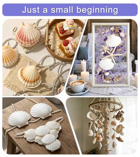 Natural Large Scallop Shells 20 Pack (3.5-4 Inch) for DIY Crafts & Beach Decor