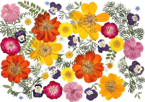 Natural Dried Pressed Flowers, 48-Piece Assorted Real Floral Set for Crafts