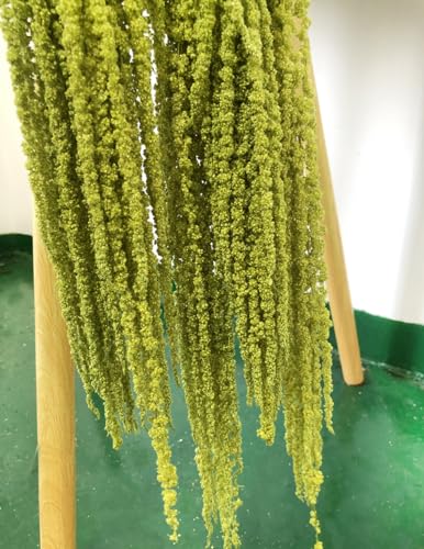 5 Pcs Natural Preserved Hanging Amaranthus Flowers, 23-30 Inch Spring Green
