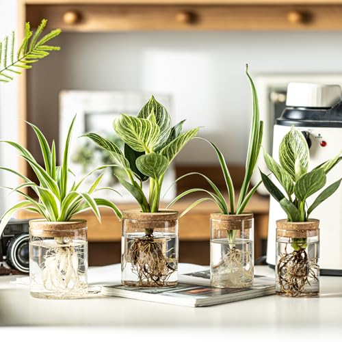 Glass Plant Propagation Station Set of 4 - Borosilicate Hydroponic Vases