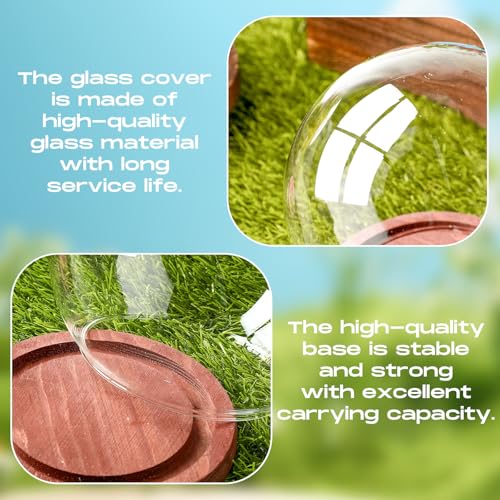 4-Piece Glass Display Dome Set with Wood Base, 5.9-Inch Clear Globe Case