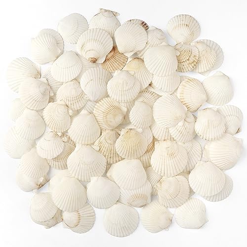 48 Pack Natural White Scallop Shells (1.5"-2") for Crafts & DIY Decor