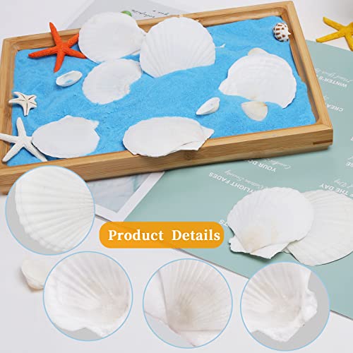 Natural White Scallop Shells (30 Pack, 2-3") for DIY Crafts & Beach Decor