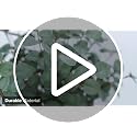 Artificial Eucalyptus Stems 27 Inch - 6 Pack Greenery Branches for Home Decor