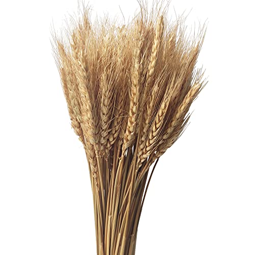 100 Stems Natural Dried Wheat Stalks for Home Decor and Floral Crafts