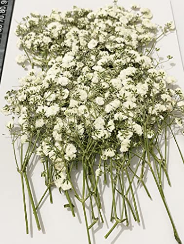 50 Pcs Real Dried Baby's Breath Pressed Flowers for Resin Art and Crafts