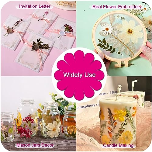 Large Natural Dried Pressed Flowers Set (50+ Pcs) for DIY Crafts & Resin