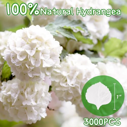 3000+ Real Dried Hydrangea Flower Petals, Ivory White Wedding Confetti