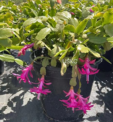 FOLIAGEMS True Christmas Cactus Cuttings - 2pcs No Root Plant Propagation