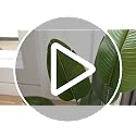 Artificial Bird of Paradise Plant - 4Ft Faux Tropical Tree with Silk Leaves for Home Decor
