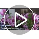 Cosybeau Magnolia Pink+Purple 8pcs Artificial Flower Stems for Christmas Decor