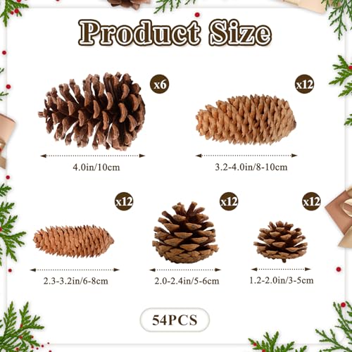 54 PCS Natural Pine Cones for Crafts Set Medium & Extra Large 1.2"-4"