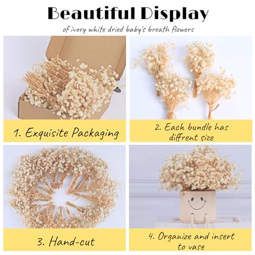 100+ Mini Dried Baby's Breath Flowers, 6-Inch Natural Gypsophila Stems