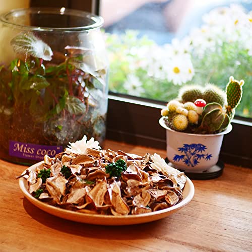 Vanilla Scented White Potpourri 2-Pack, Natural Dried Flower Vase Filler