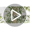 6FT Artificial Ficus Tree with Natural Wood Trunk - Faux Indoor Plant