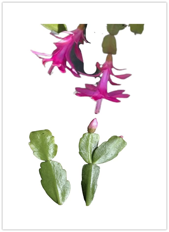 FOLIAGEMS True Christmas Cactus Cuttings - 2pcs No Root Plant Propagation
