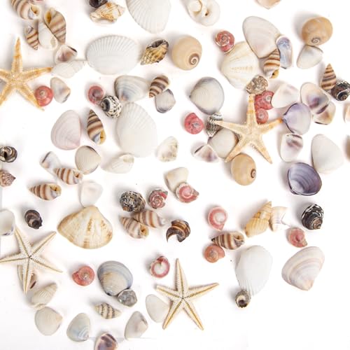 1000 Pcs Mixed Natural Mini Sea Shells & Starfish for DIY Crafts & Decor