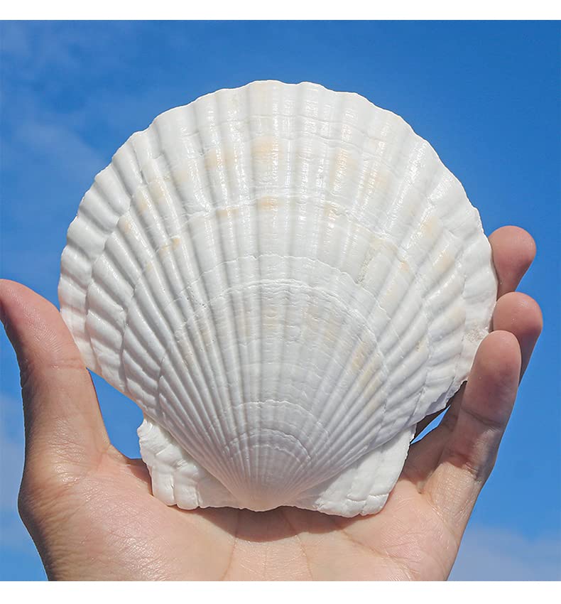 Natural White Scallop Shells for Crafts & Baking - 4 to 5 Inch (10 Pack)