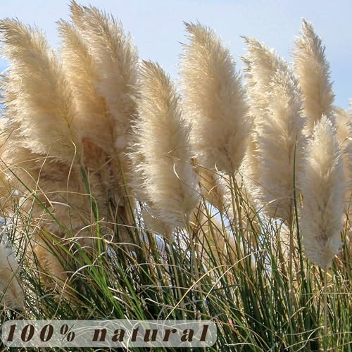 40pcs 40-Inch Tall Pampas Grass Stems for Boho Floor Vase Decor