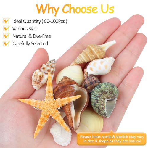 80+ Natural Mixed Seashells & Starfish Set for DIY Crafts & Home Decor