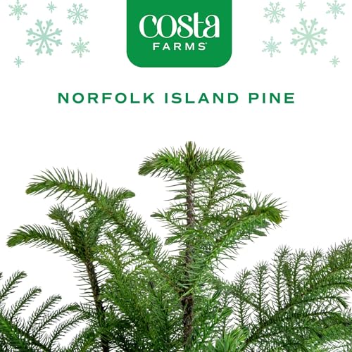 Costa Farms Norfolk Island Pine Live Indoor Christmas Tree - 3-4 Ft, White/Gold