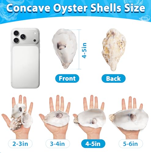 30 Pcs 4-5 Inch Natural Concave Oyster Shells for DIY Crafts & Decor