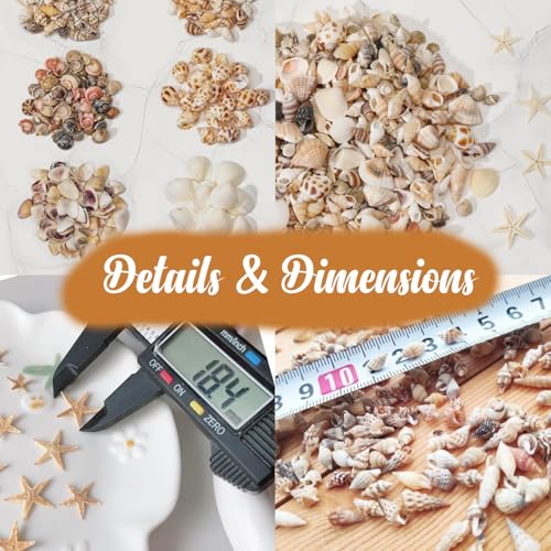 1200 Pcs Natural Mini Seashells & Small Starfish for DIY Crafts & Decor