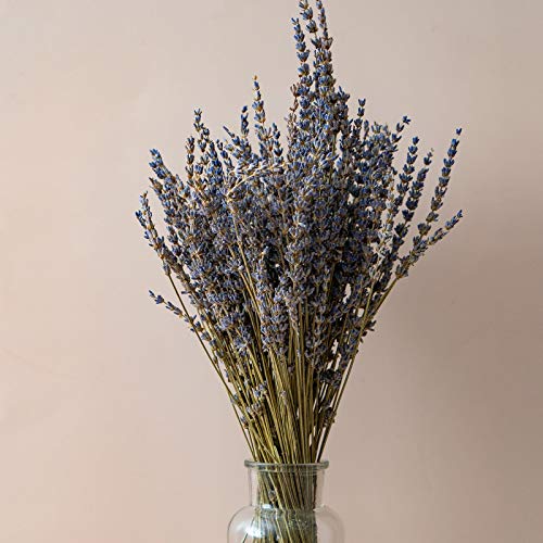 Natural Dried Lavender Flower Bundles, 200 Stems for Decor and Weddings