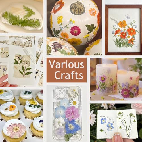 Natural Dried Pressed Flowers, 48-Piece Assorted Real Floral Set for Crafts