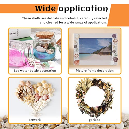 Natural Mixed Beach Seashells Bulk (200 Pcs) for DIY Crafts & Decor