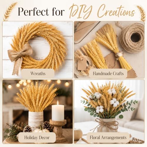100 Stems Natural Dried Wheat Stalks, 12.9 Inch Fall Decor & Vase Filler