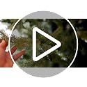 Fraser Hill Farm 6.5-Ft Foxtail Pine Unlit Christmas Tree - 59in Diameter (6ft 6in)