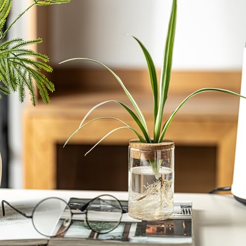 Glass Plant Propagation Station Set of 4 - Borosilicate Hydroponic Vases