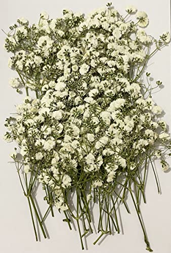 50 Pcs Real Dried Baby's Breath Pressed Flowers for Resin Art and Crafts