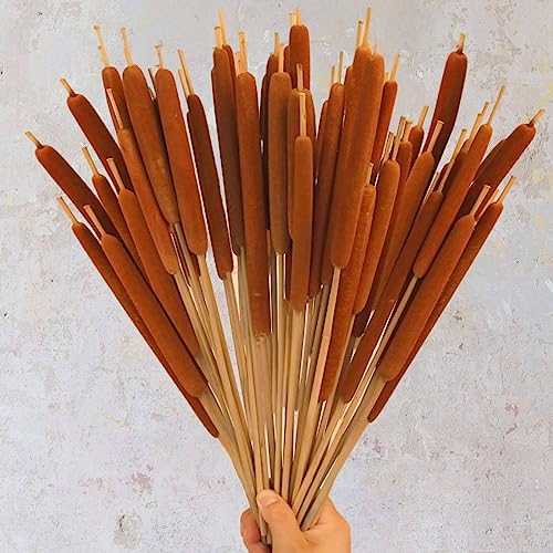 20 Pcs Dried Natural Cattails - 17-Inch Real Brown Bulrush Floral Stems