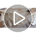 95-Piece Natural Dried Pampas Grass Bouquet for Boho Home Decor