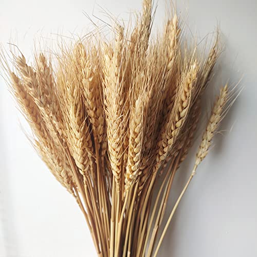 100 Stems Natural Dried Wheat Stalks for Home Decor and Floral Crafts