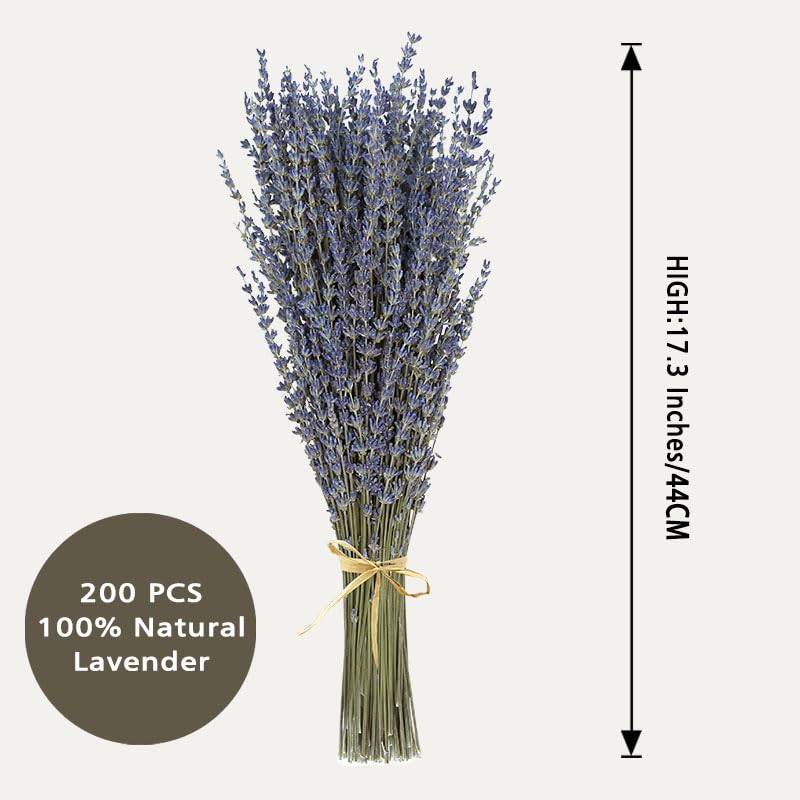 Natural Dried Lavender Flower Bundles (200-220 Stems) - 15-17" Decor