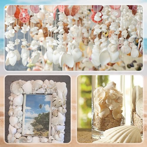 Natural Silver White Seashells Set for DIY Crafts & Decor (75+ Pcs)