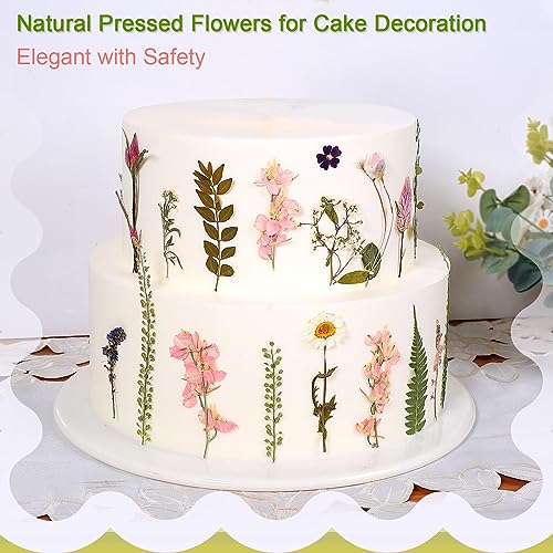 Large Natural Dried Pressed Flowers Set (50+ Pcs) for DIY Crafts & Resin