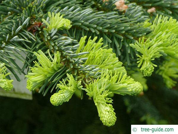 Christmas Tree Food Preservative - 8 oz Concentrate to Reduce Needle Drop