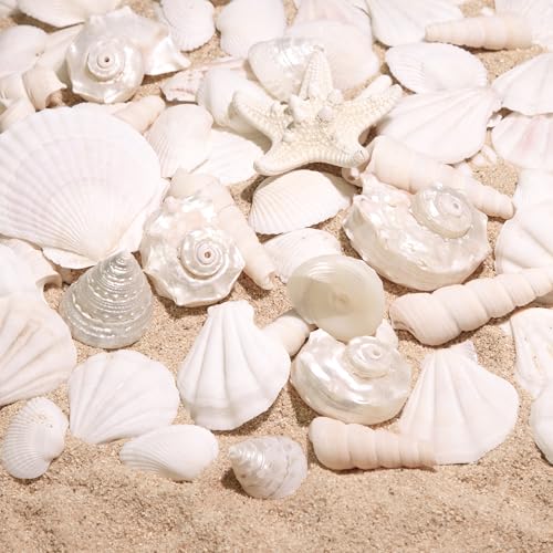 Natural Silver White Seashells Set for DIY Crafts & Decor (75+ Pcs)