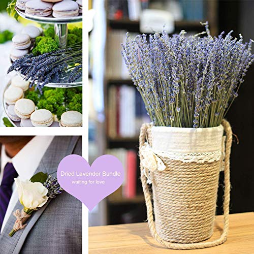 Natural Dried Lavender Flower Bundles, 200 Stems for Decor and Weddings