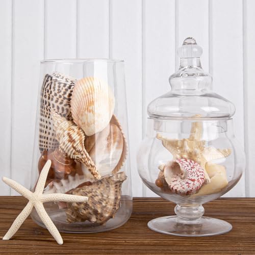 15-Piece Large Natural Seashells & Starfish Set for DIY Crafts & Decor