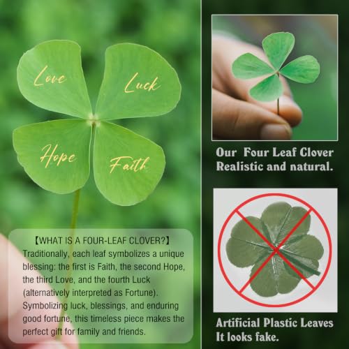 Real Preserved Four-Leaf Clover Lucky Charm Gift Token